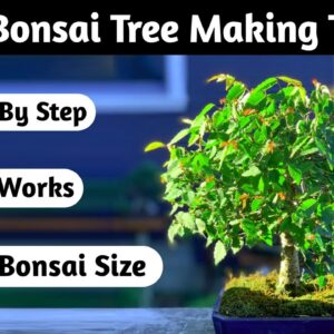 Mame Bonsai Tree Making Tutorial