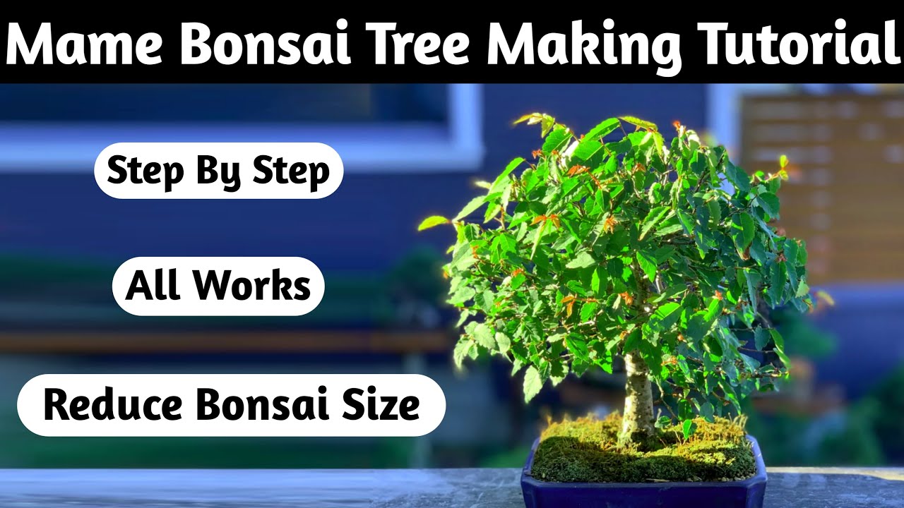 Mame Bonsai Tree Making Tutorial