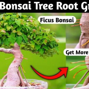 Mame Bonsai Tree Root Growing