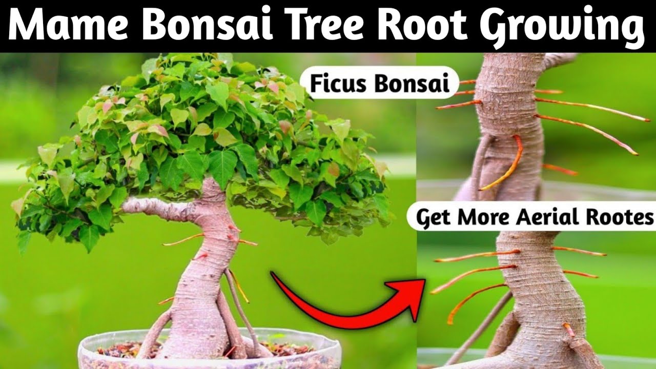 Mame Bonsai Tree Root Growing