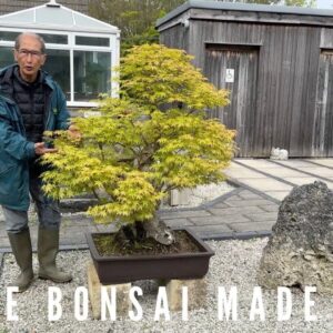 Maple Bonsai Made Easy