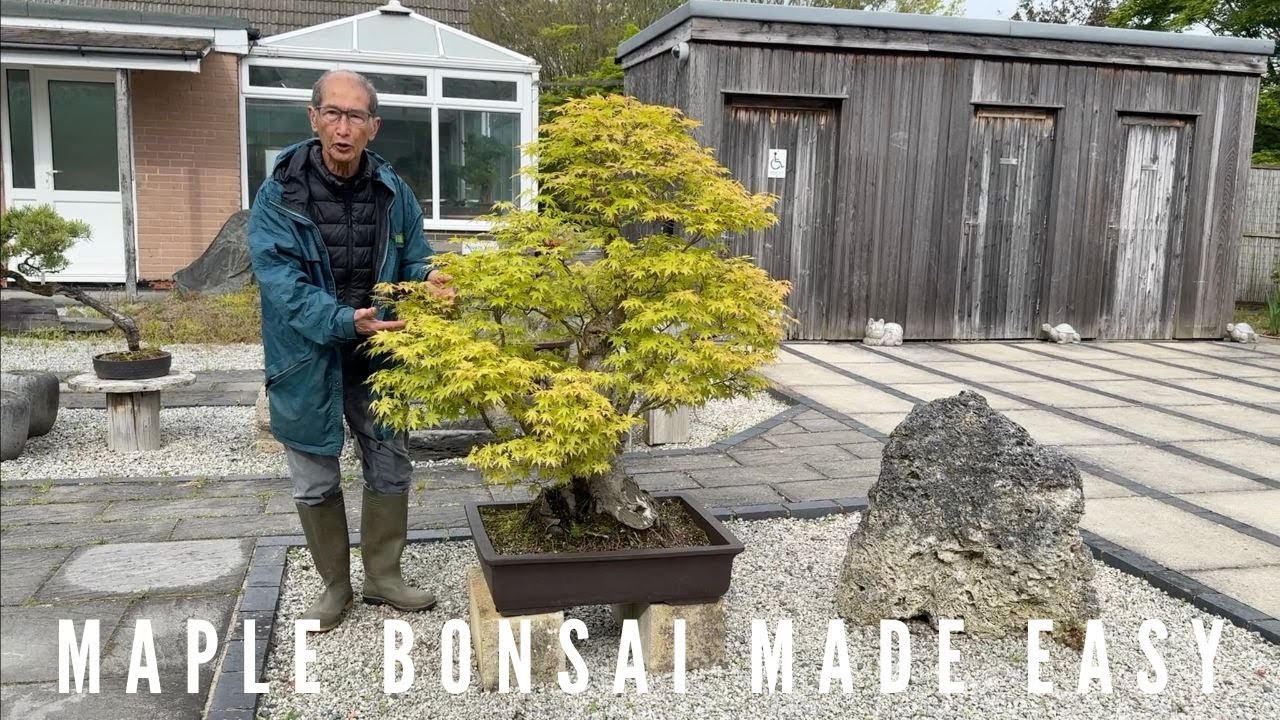 Maple Bonsai Made Easy