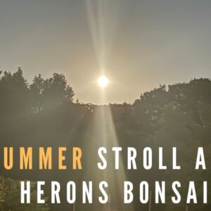 Mid Summer Stroll at Herons Bonsai