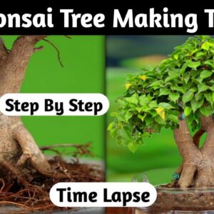 Mini Bonsai Making Tutorial