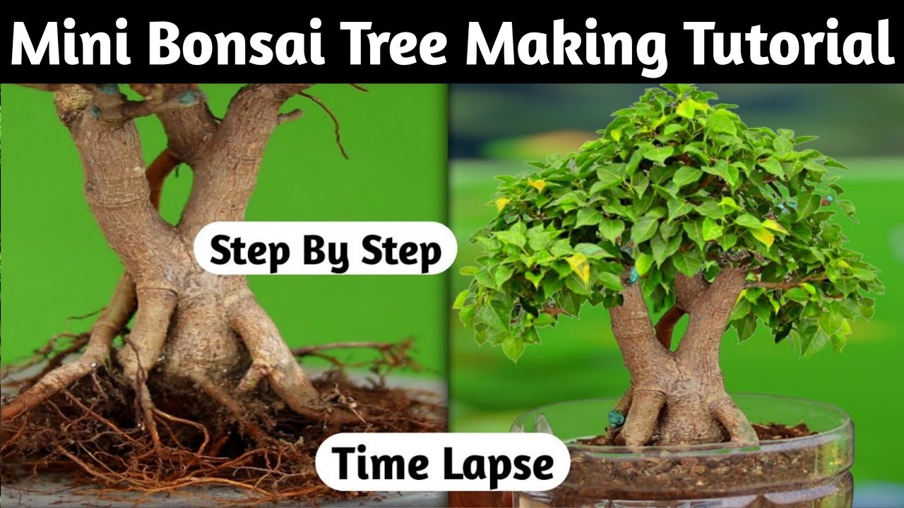 Mini Bonsai Making Tutorial