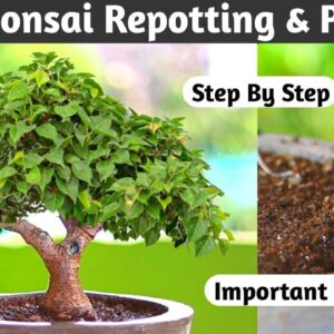 Mini Ficus Religiousa Bonsai Important work's At Home