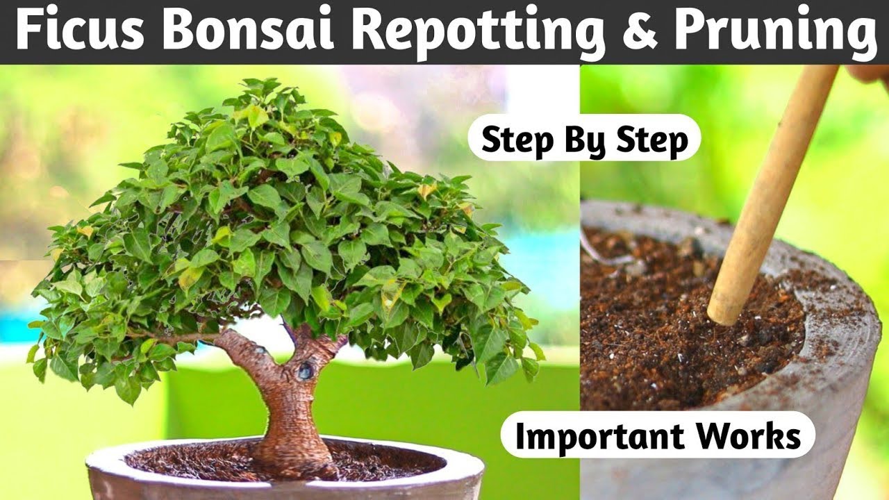 Mini Ficus Religiousa Bonsai Important work's At Home