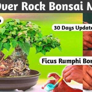 Mini Ficus Rumphi Root Over Rock Bonsai Making