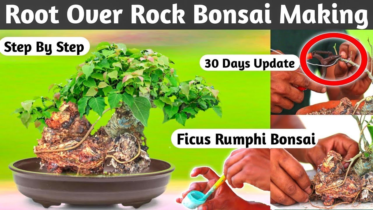 Mini Ficus Rumphi Root Over Rock Bonsai Making