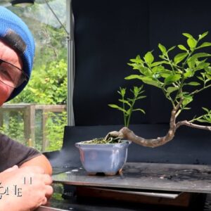 More Mid Summer Bonsai Pruning, The Bonsai Zone, July 2024