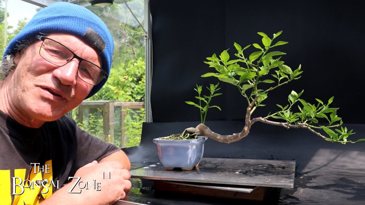 More Mid Summer Bonsai Pruning, The Bonsai Zone, July 2024