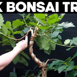 Oak Bonsai Trees - Pruning and Shaping Ideas