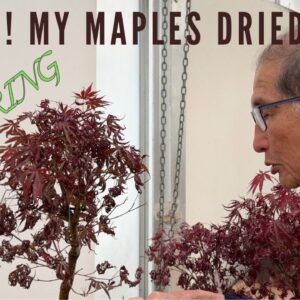 Oh No! My Maples Dried Out - Watering Your Bonsai