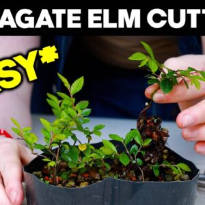 Propagate Chinese Elm from Cuttings for Bonsai 🌱*EASY*