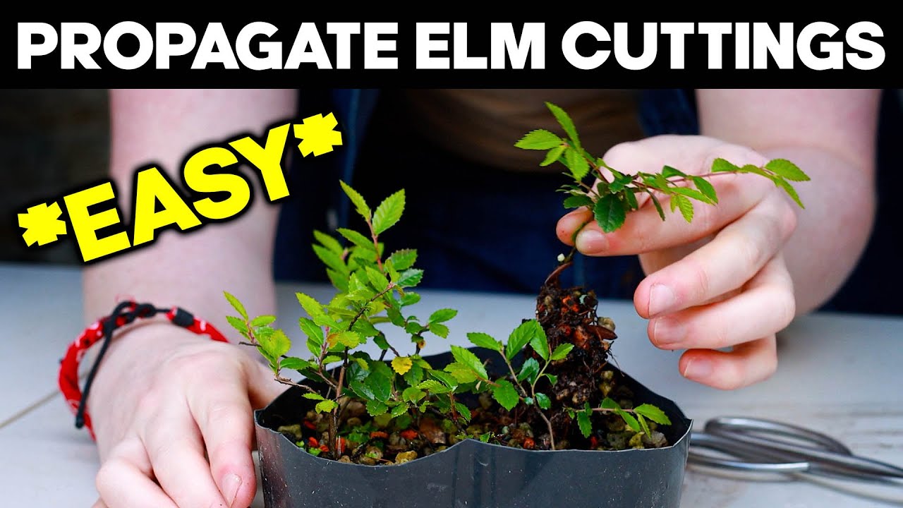 Propagate Chinese Elm from Cuttings for Bonsai 🌱*EASY*