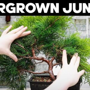 Pruning an Overgrown Juniper Bonsai