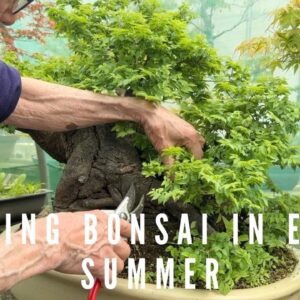 Pruning Bonsai In Early Summer