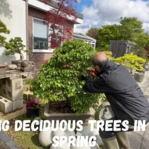 Pruning Deciduous Bonsai in Mid Spring