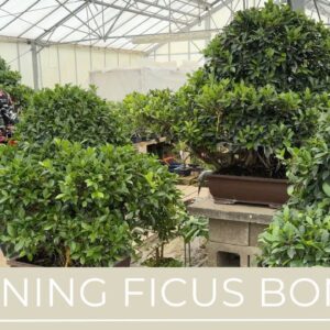 Pruning Ficus Bonsai