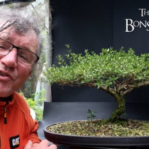 Pruning My African Style Serissa, The Bonsai Zone, June 2024