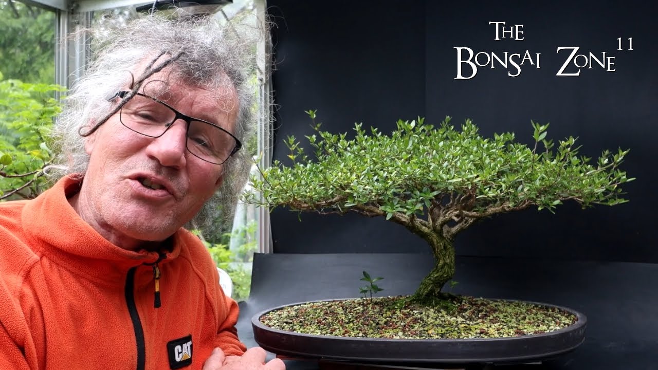 Pruning My African Style Serissa, The Bonsai Zone, June 2024