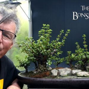 Pruning My Portulacaria afra Forest, The Bonsai Zone, July 2024