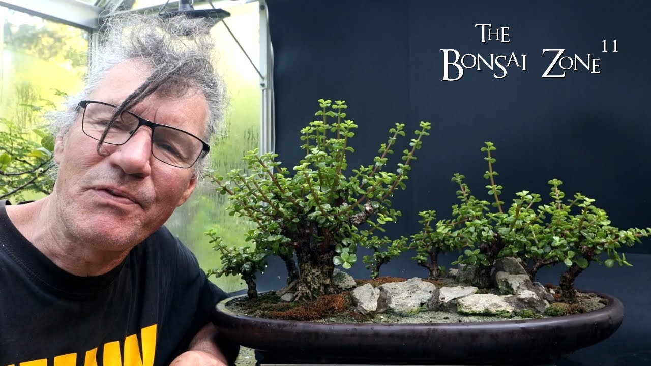 Pruning My Portulacaria afra Forest, The Bonsai Zone, July 2024