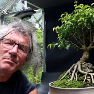 Pruning My Root Over Temple Ficus, The Bonsai Zone, July 2024