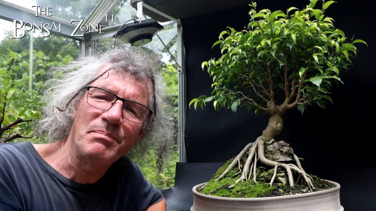 Pruning My Root Over Temple Ficus, The Bonsai Zone, July 2024