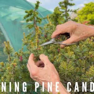 Pruning Pine Candes