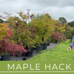 Quick Method To Make Maple Bonsai