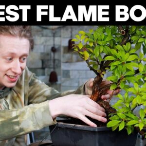 Repotting A Forest Flame Bonsai Tree