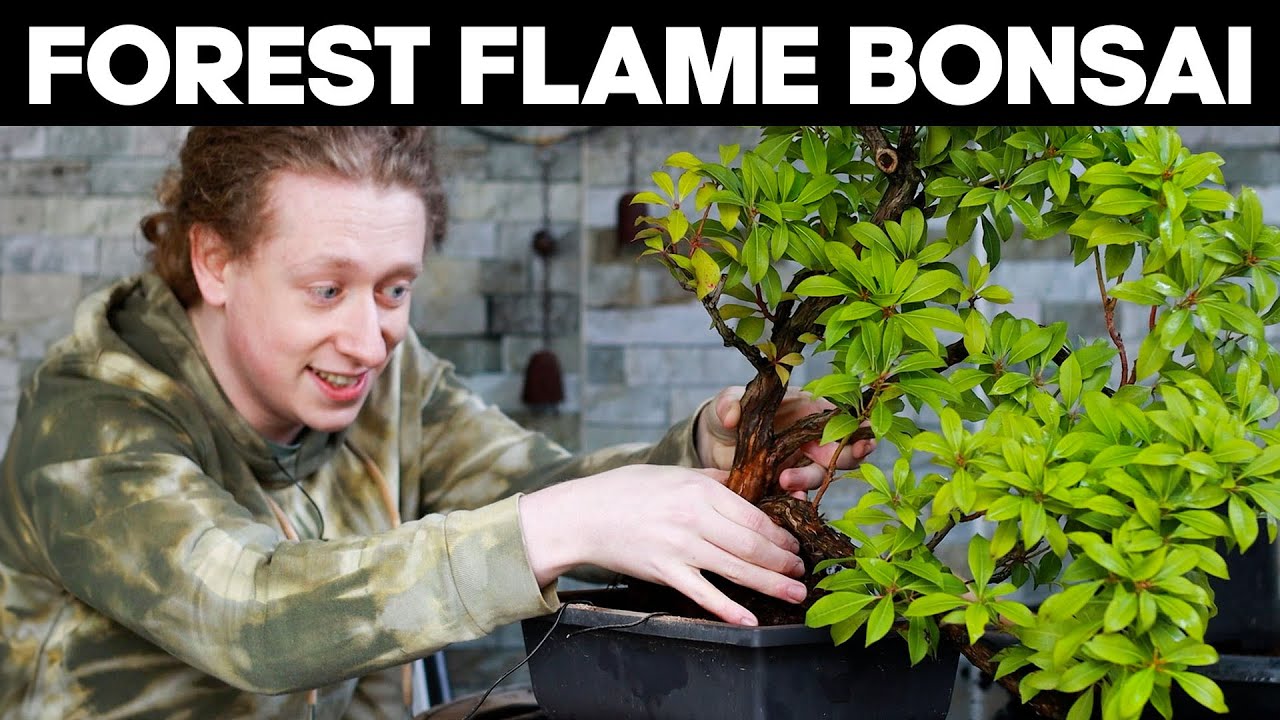 Repotting A Forest Flame Bonsai Tree