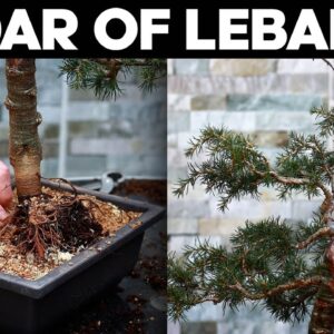 Repotting A Large Cedar Of Lebanon Bonsai