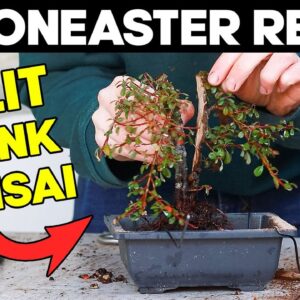 Repotting A Split Trunk Cotoneaster Bonsai 🌳