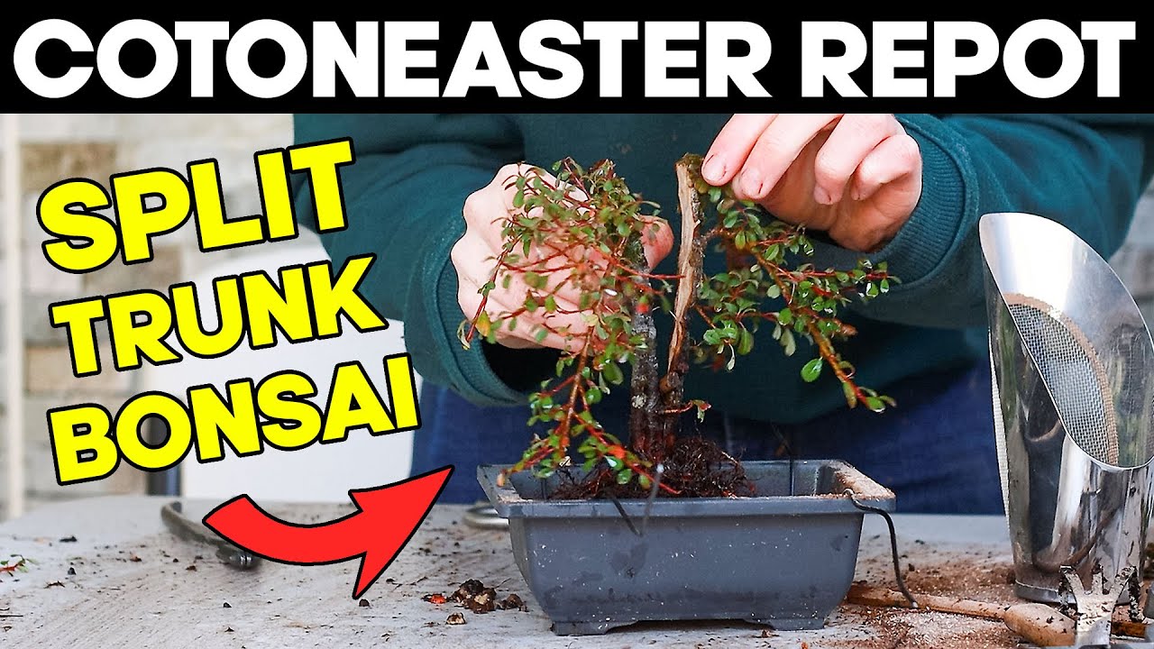 Repotting A Split Trunk Cotoneaster Bonsai 🌳