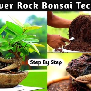 Root Over Rock Bonsai Making At Home | Using Lava Rock