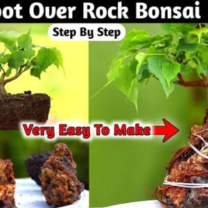 Root Over Rock Mini Bonsai Make At Home