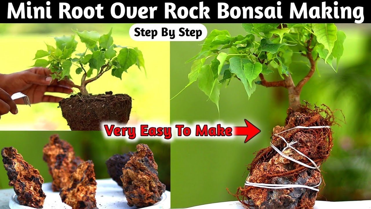 Root Over Rock Mini Bonsai Make At Home