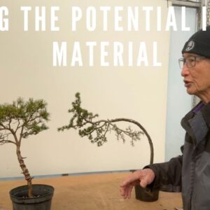 Seeing Potential Bonsai In Raw Material - Cedar