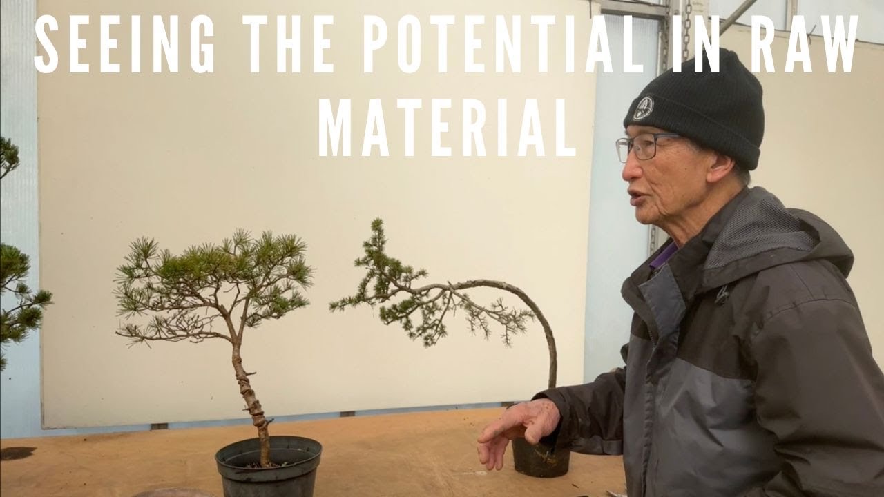 Seeing Potential Bonsai In Raw Material - Cedar