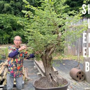 Shaping Huge English Elm Into Bonsai