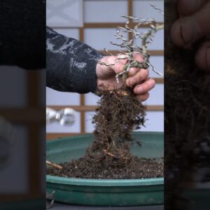 Styling a Dwarf Wisteria Bonsai (Milletia) #bonsaitrees