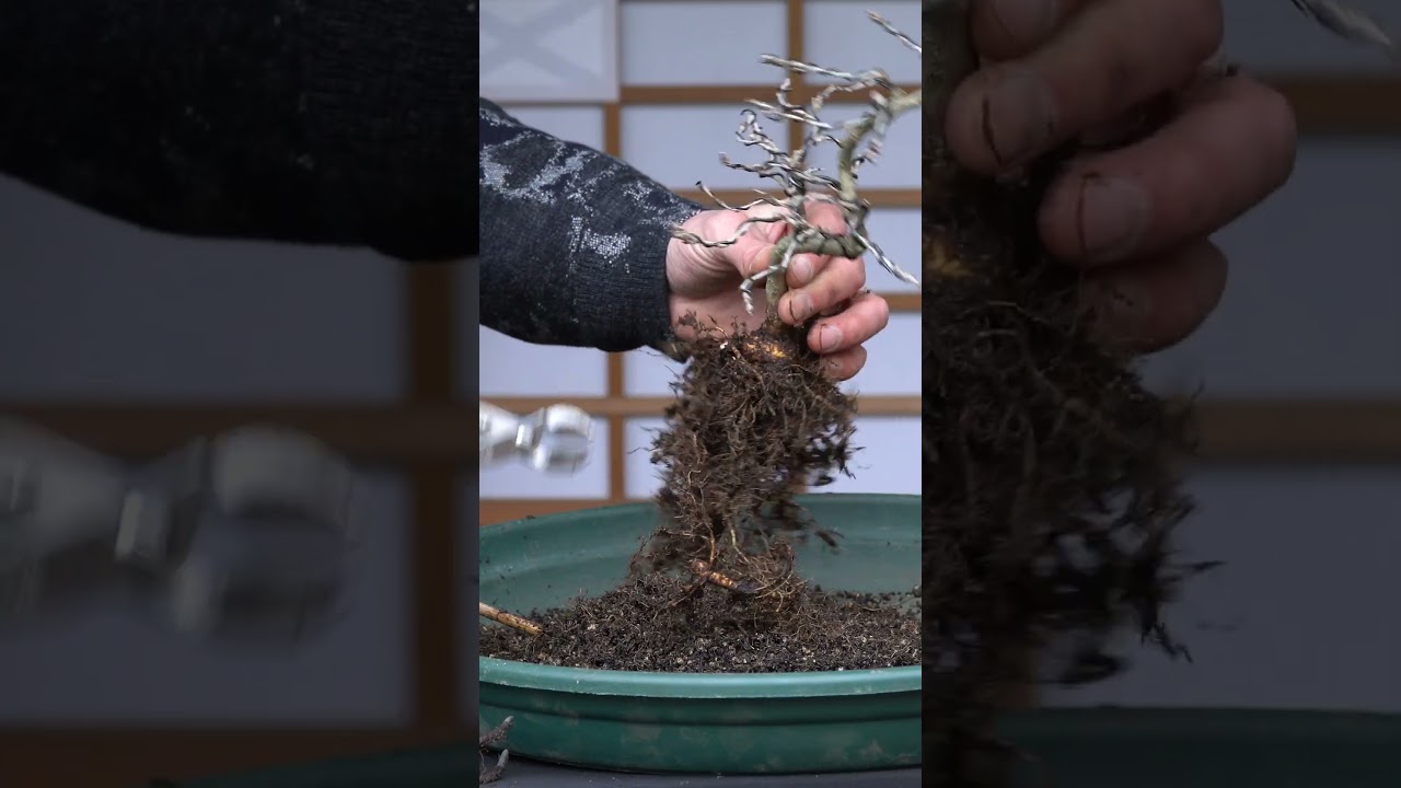 Styling a Dwarf Wisteria Bonsai (Milletia) #bonsaitrees