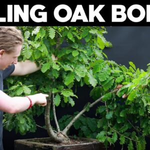 Styling A Problem Oak Bonsai Tree