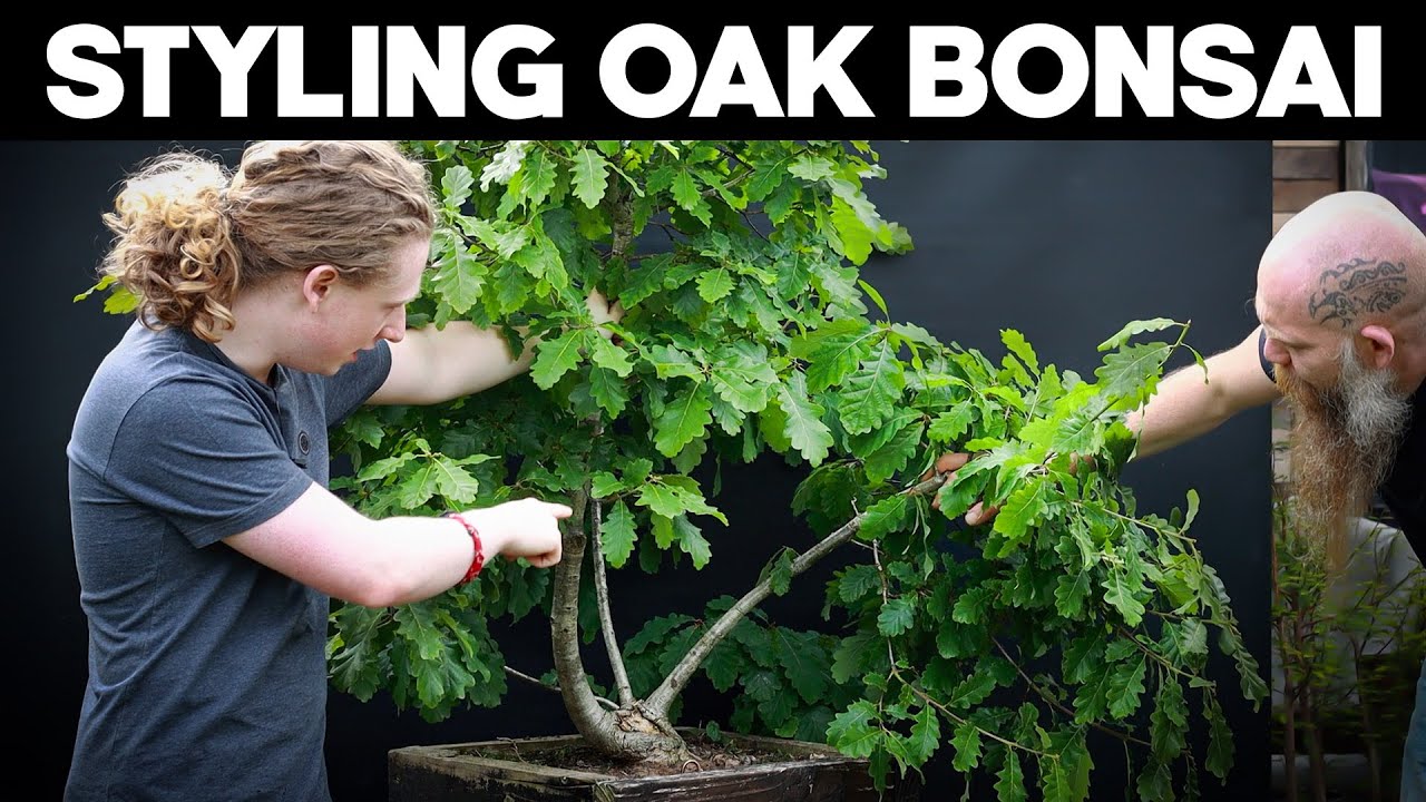 Styling A Problem Oak Bonsai Tree