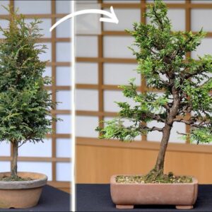 Tall Hinoki bonsai