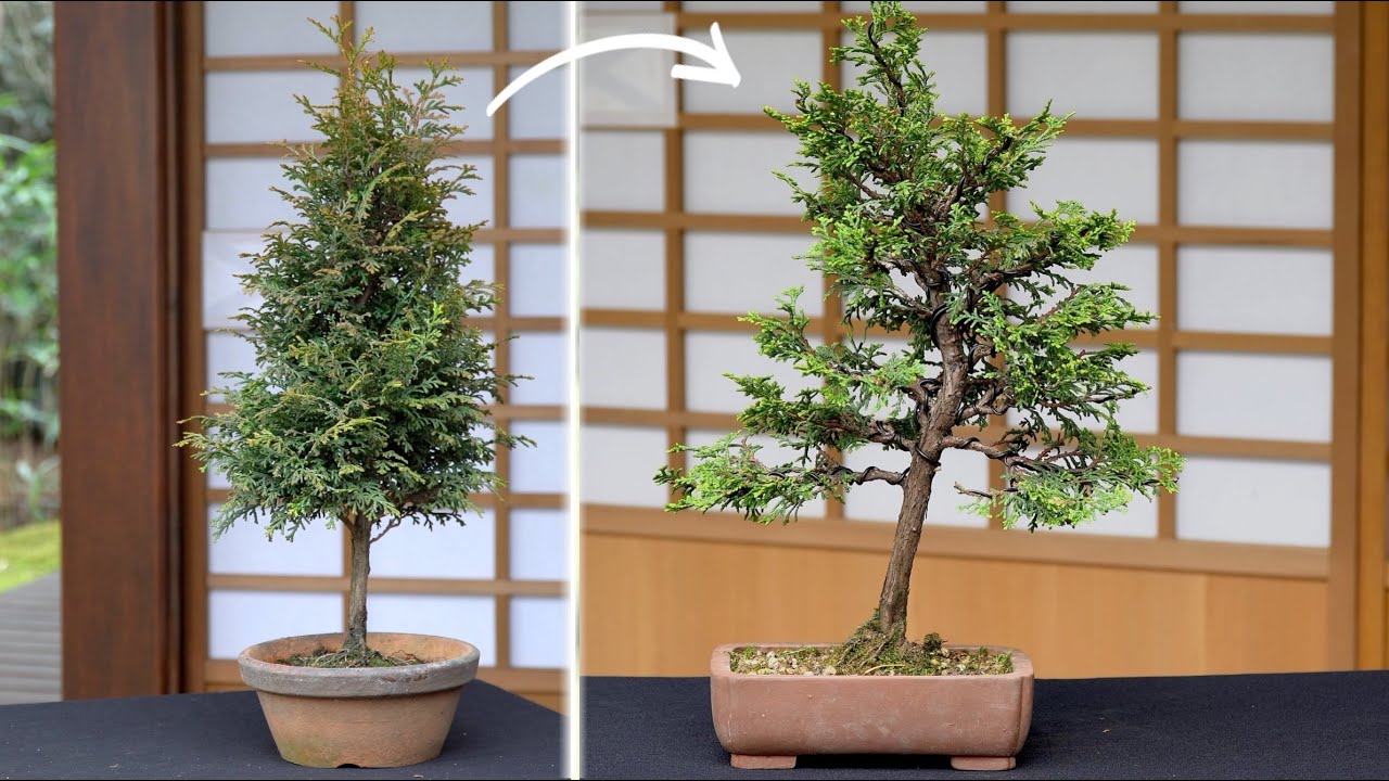 Tall Hinoki bonsai