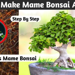 The Art Of Mini Bonsai Crafting