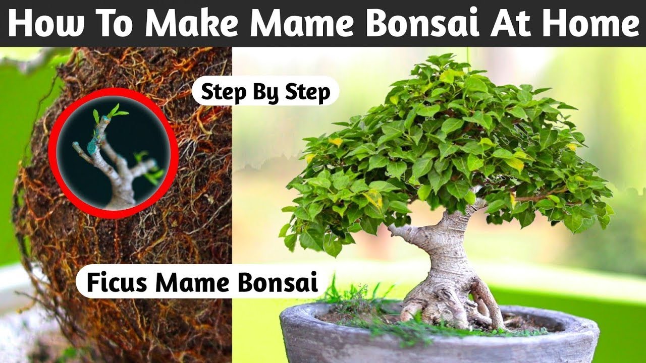 The Art Of Mini Bonsai Crafting